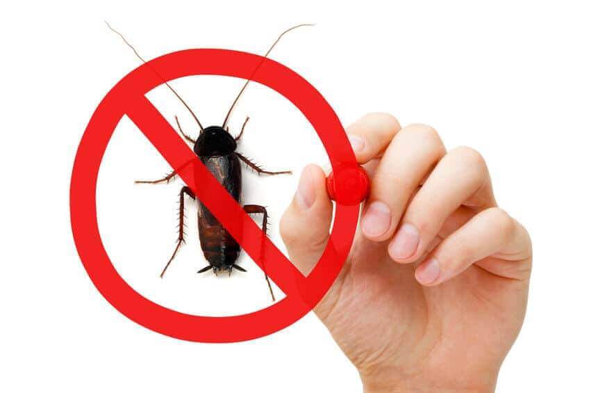 disinfestazioni insetti