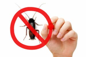 disinfestazioni insetti