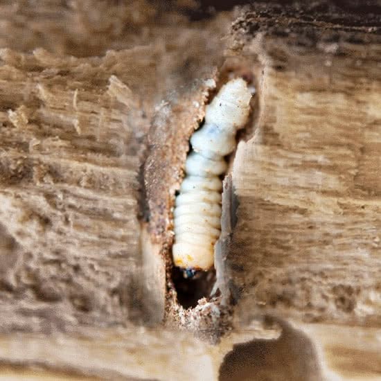 tarlo all'interno del legno
